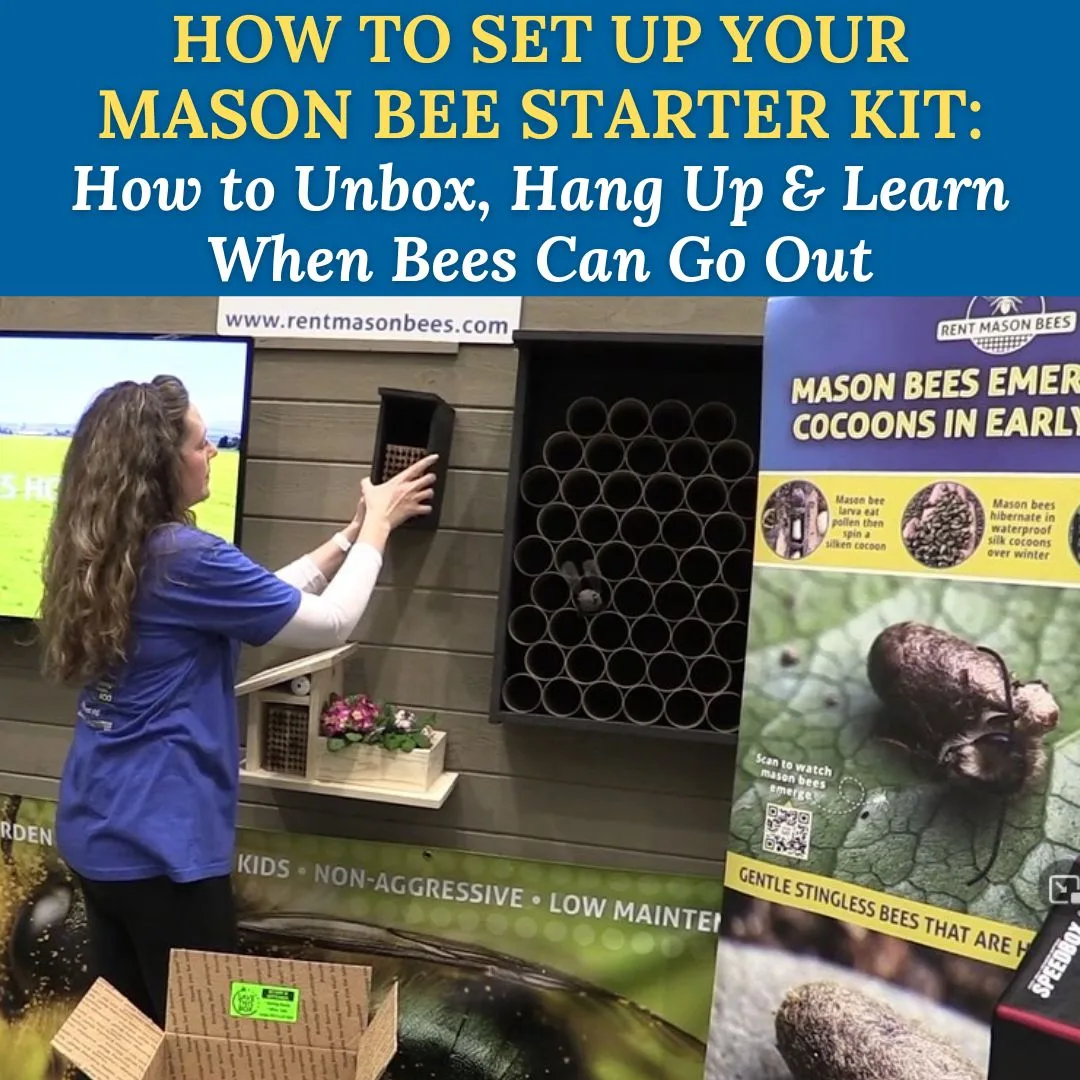 Coverhow to Set Up Mason Bee Starter Kit 1080 × 1080