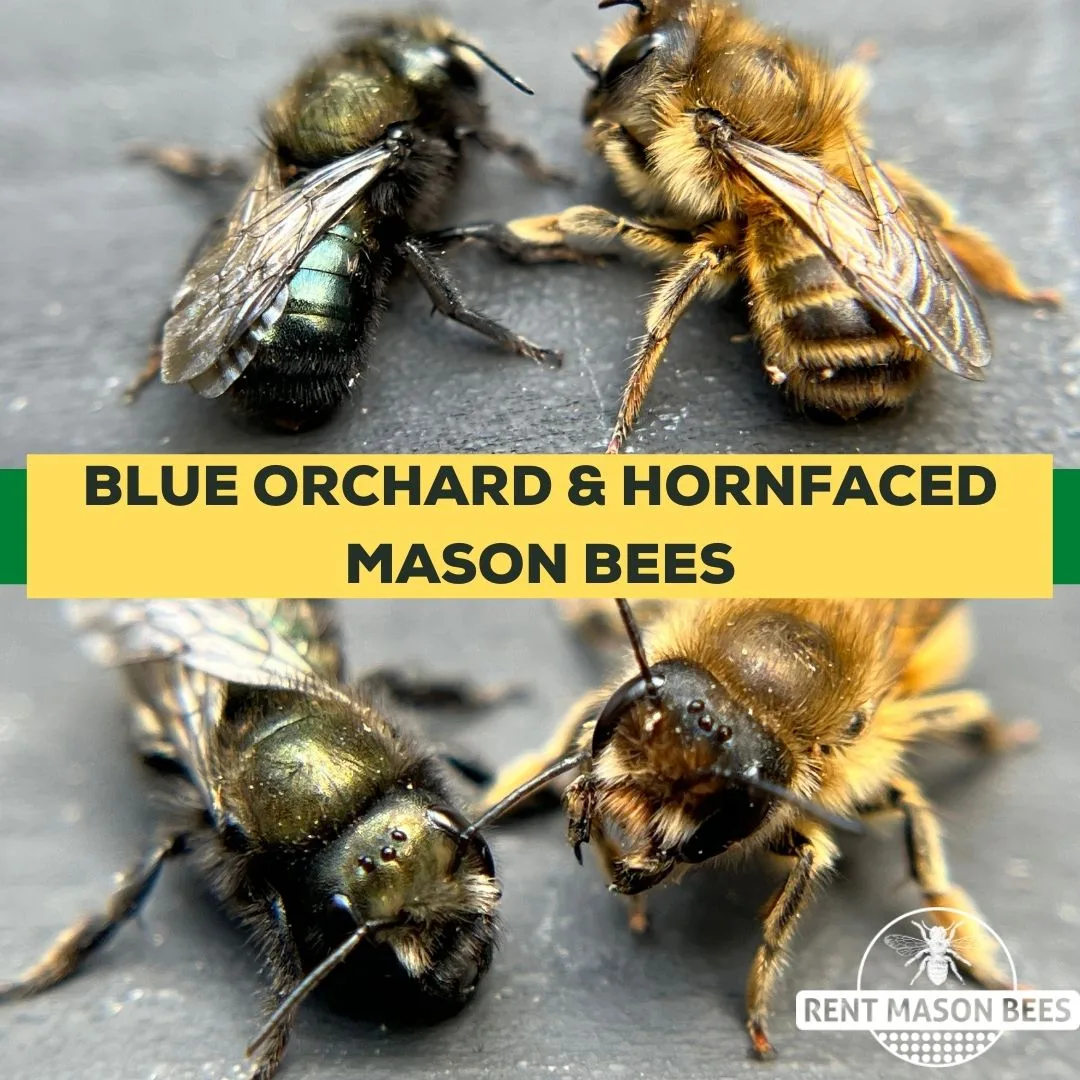 Blue Orchard Horn Faced 1