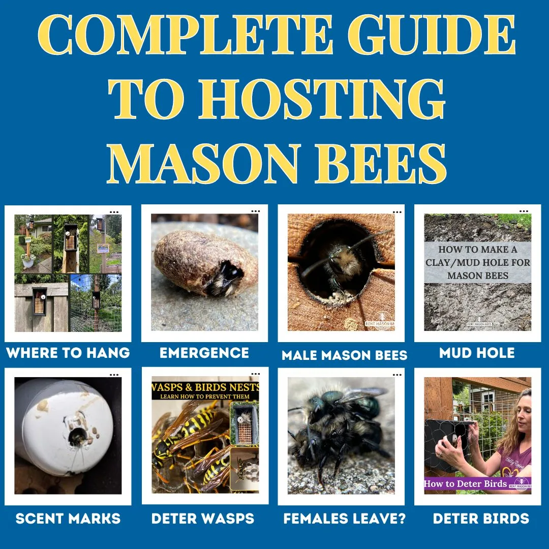 Complete Guide to Hosting Mason Bees 1
