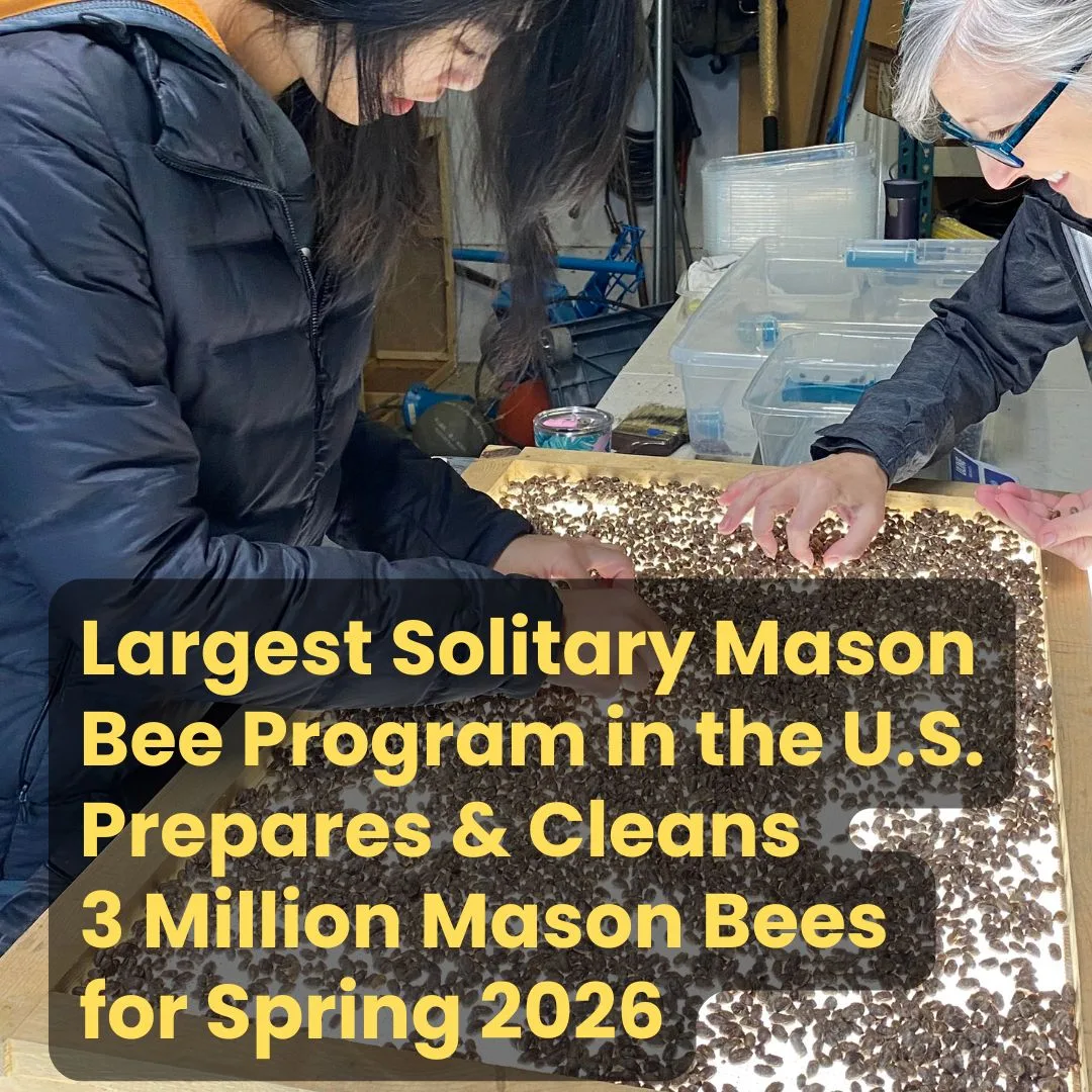 Largest Solitary Mason Bee Program