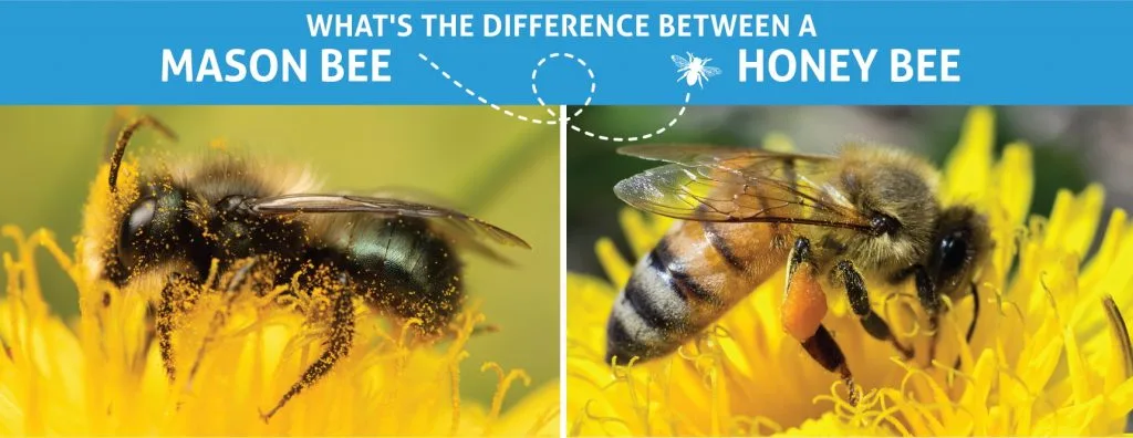 Comparison Mason Bee and Honey Bee