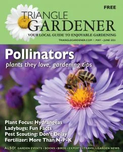 Solitary Bees - A Gardener