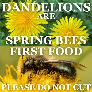 Dandelions Spring Bees