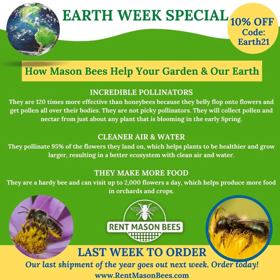 Earth Week graphic with a globe and two mason bees on flowers