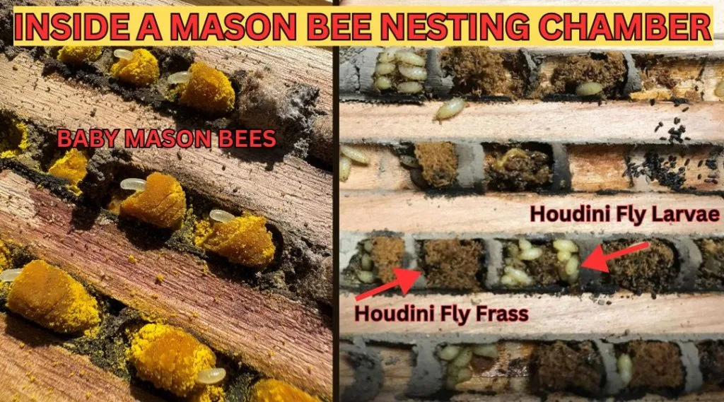 A Houdini fly inside a mason bee nesting chamber