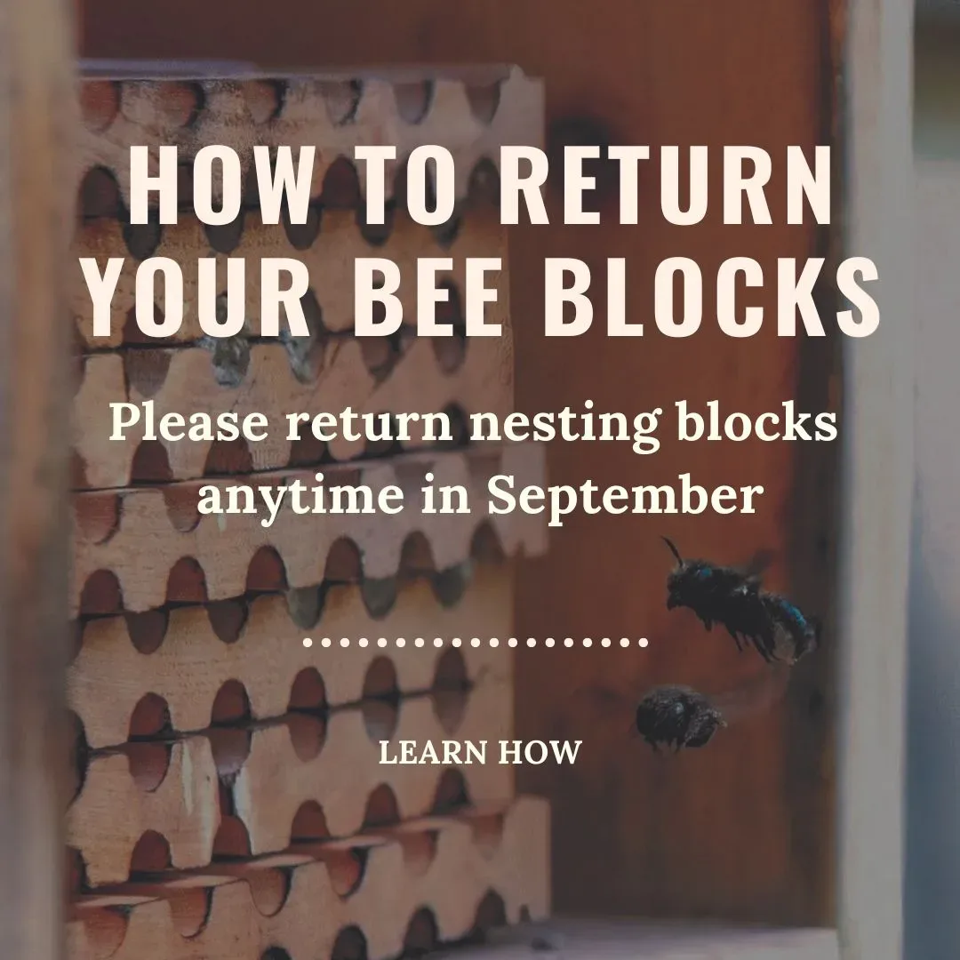 How to Return Bee Blocks 1