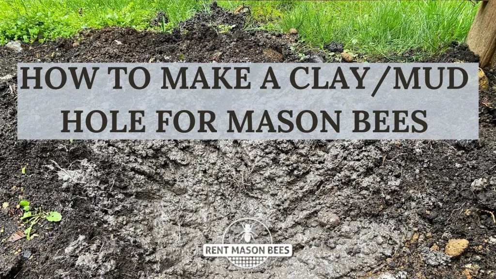 A clay mud hole dug for mason bees
