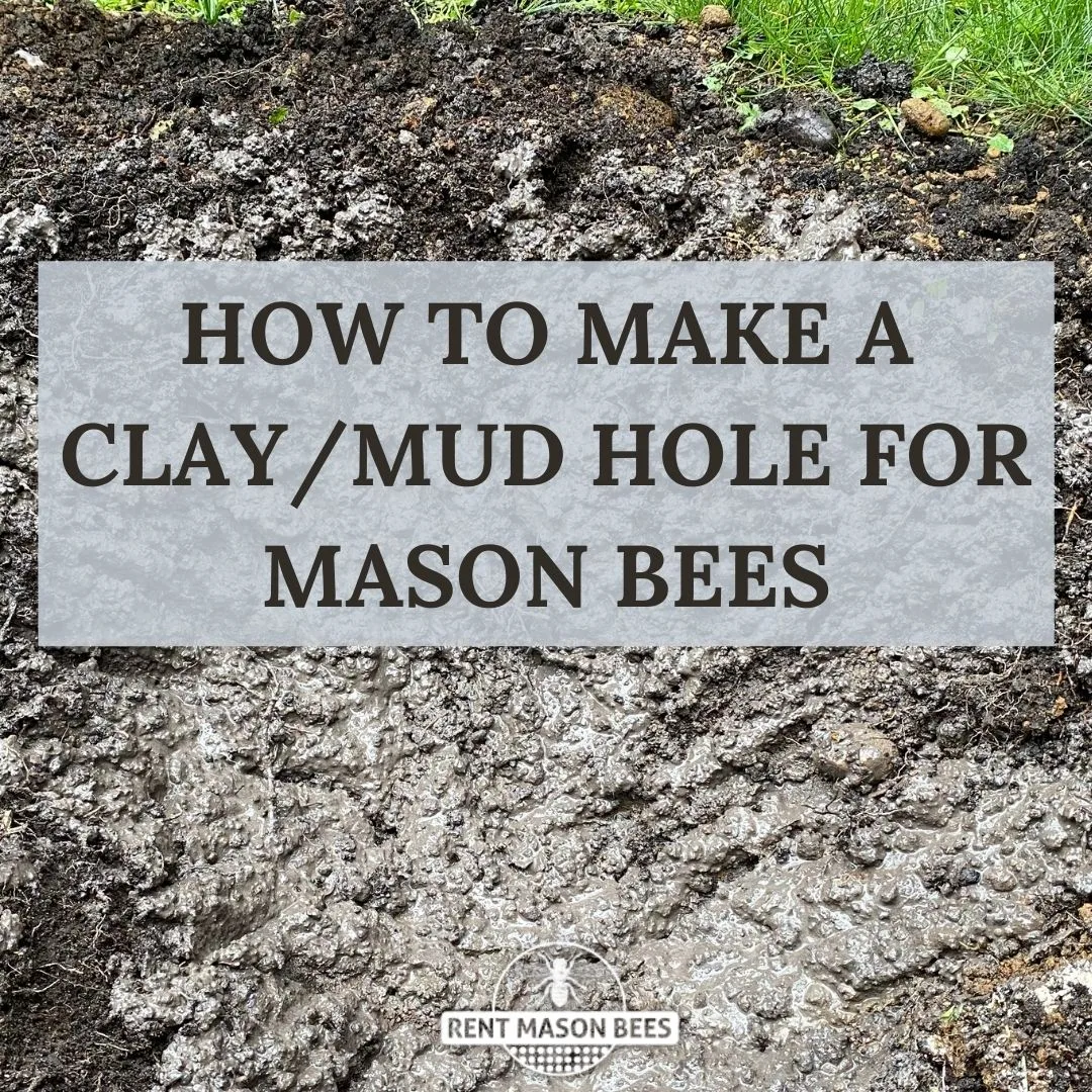 How to Dig a Claymud Hole for Mason Bees 1080 × 1080