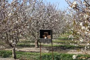 Learn About Non-Stinging, Belly Flopping Mason Bees