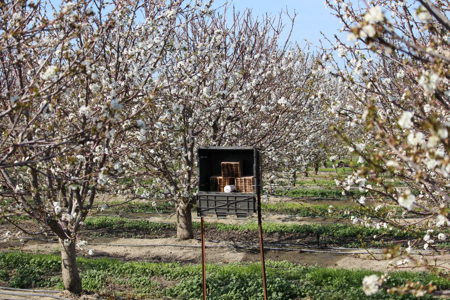 Mason Bees Promote Food Security & Conservation