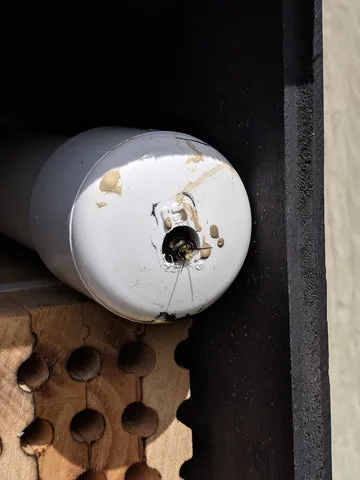 What are your mason bees doing?