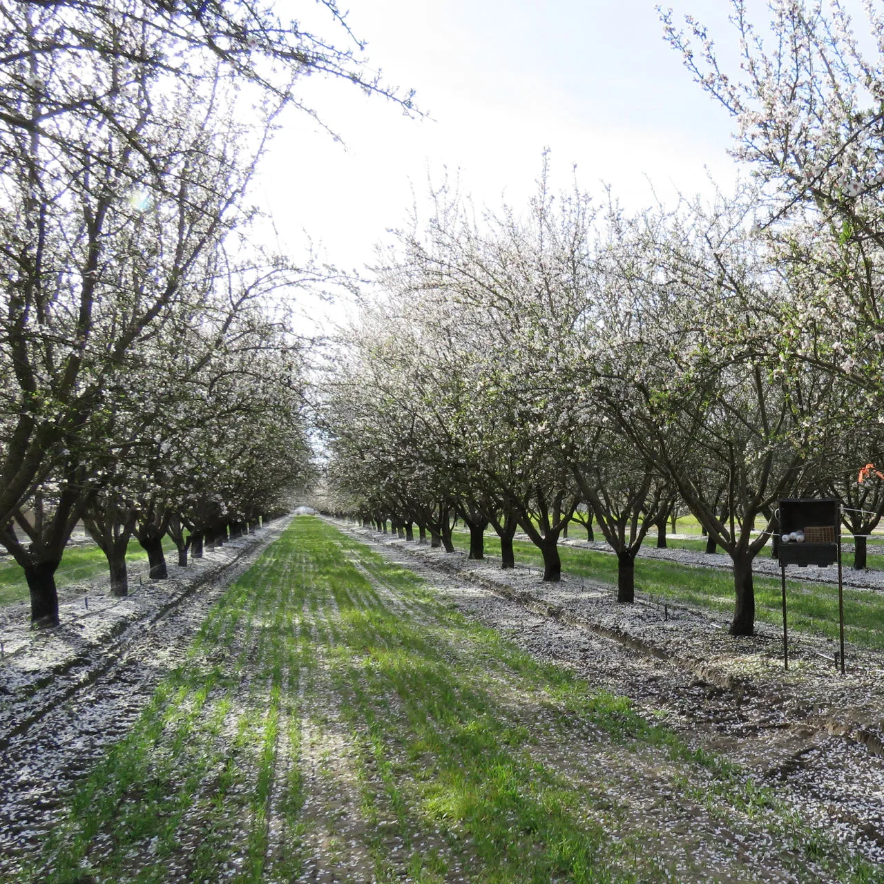 The honey bee decline and how you can help