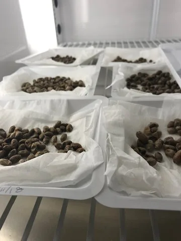 What’s happening with mason bee research in Seattle?