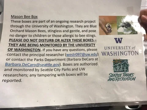 What’s happening with mason bee research in Seattle?