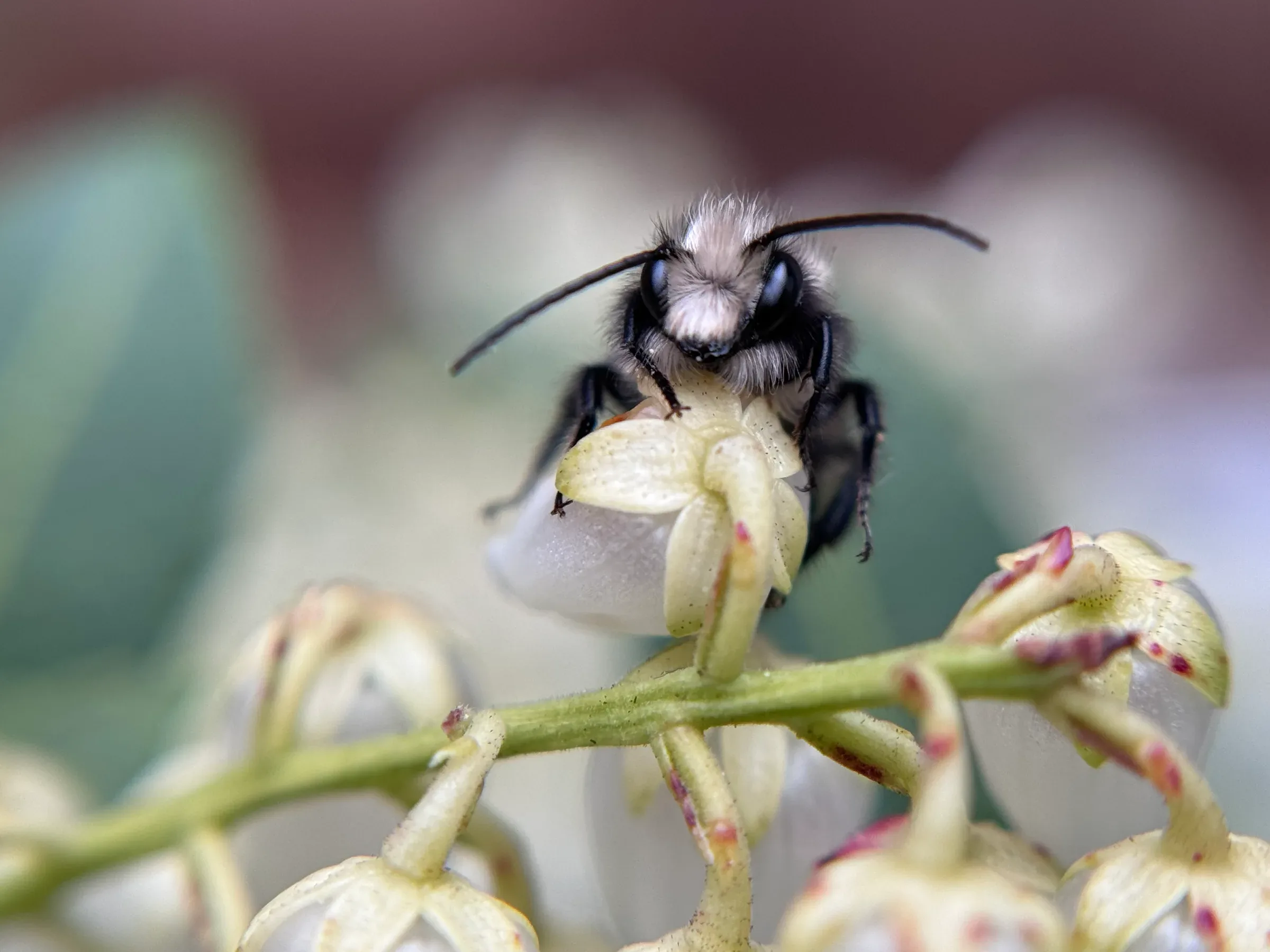 Fall Cleaning & Maintenance Tips for Mason Bee Hotels