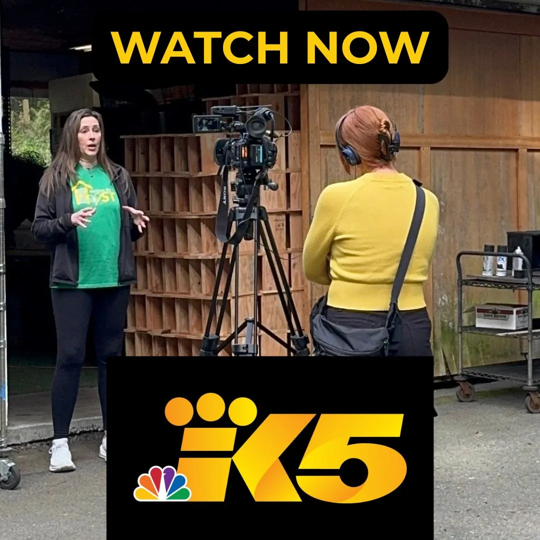 King 5 Watch Now