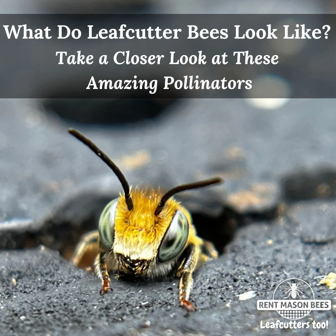Leafcutter Bee Emerge Macro 1080 × 1080