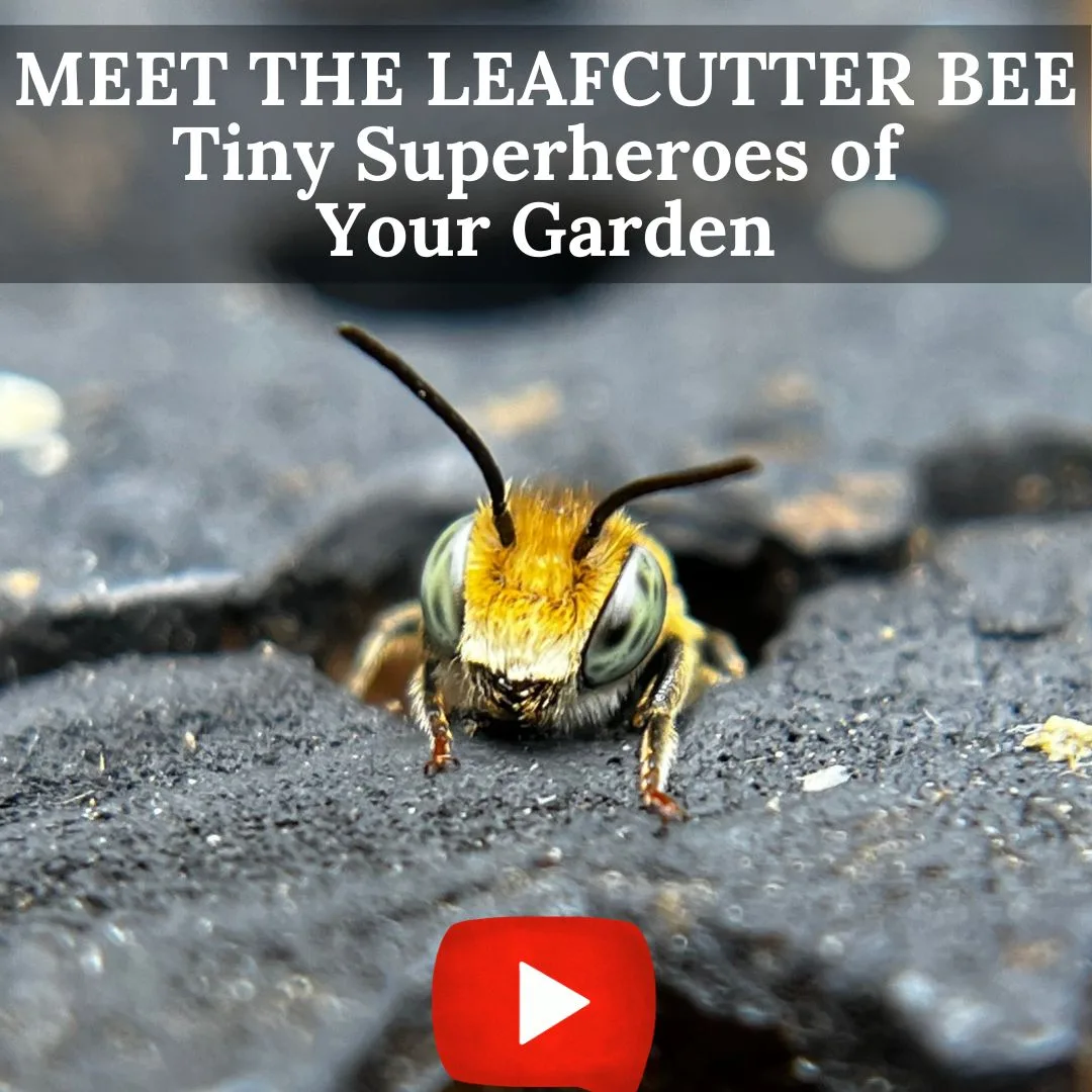 Meet the Leafcutter 1080 X 608 1080 X 1080