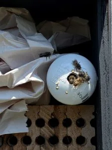 A white emergence tube with mason bees on it, sitting above a nesting block