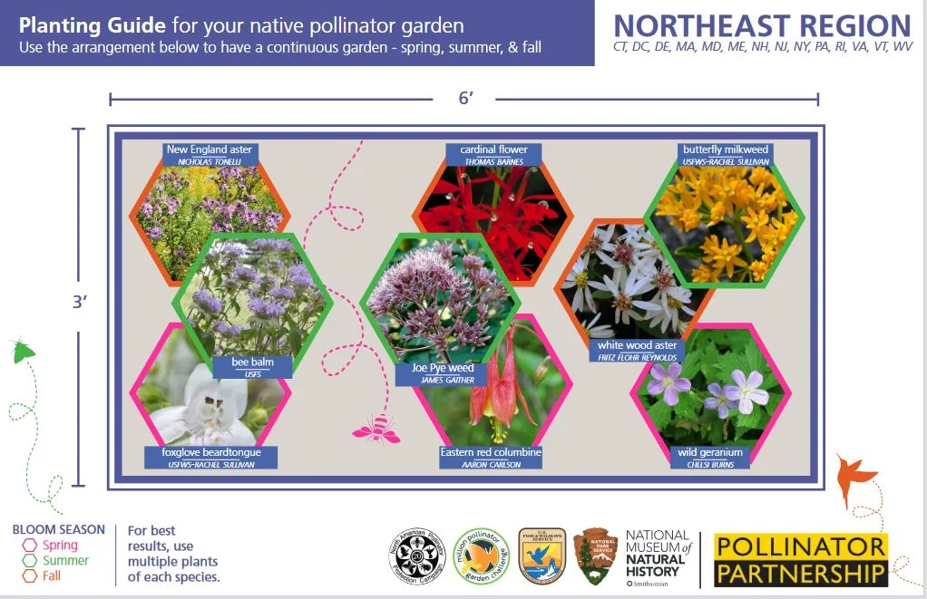 Pollinator Partnership planting guide for the Northeast, with nine native flowers