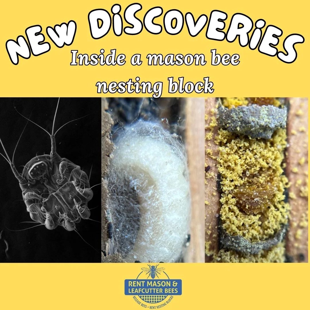 New Discoveries 1080 × 1080