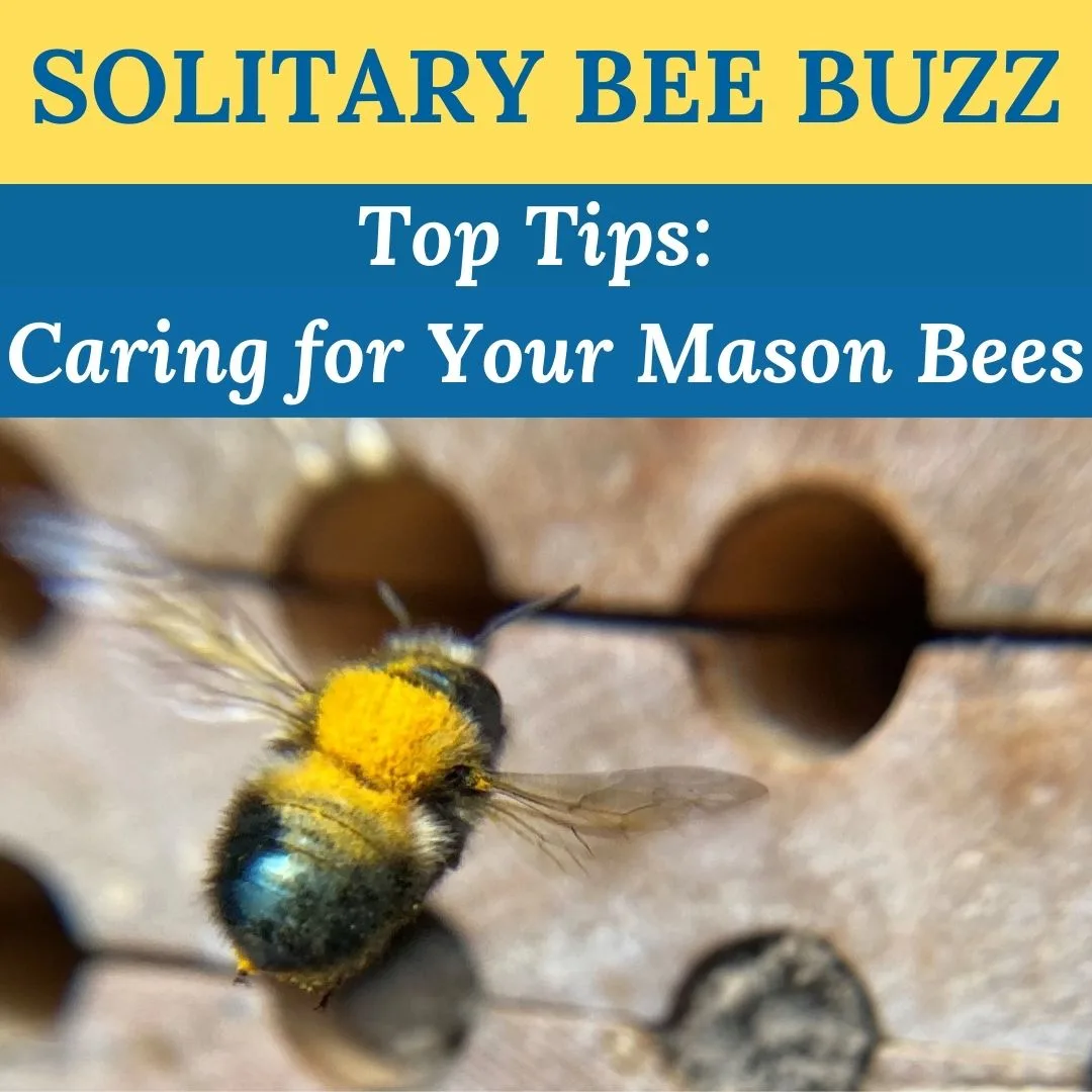 Newsletter Top Tips for Caring for Bees