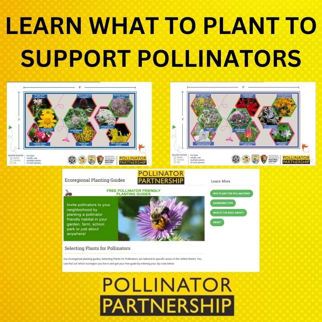 Pollinator What to Plant