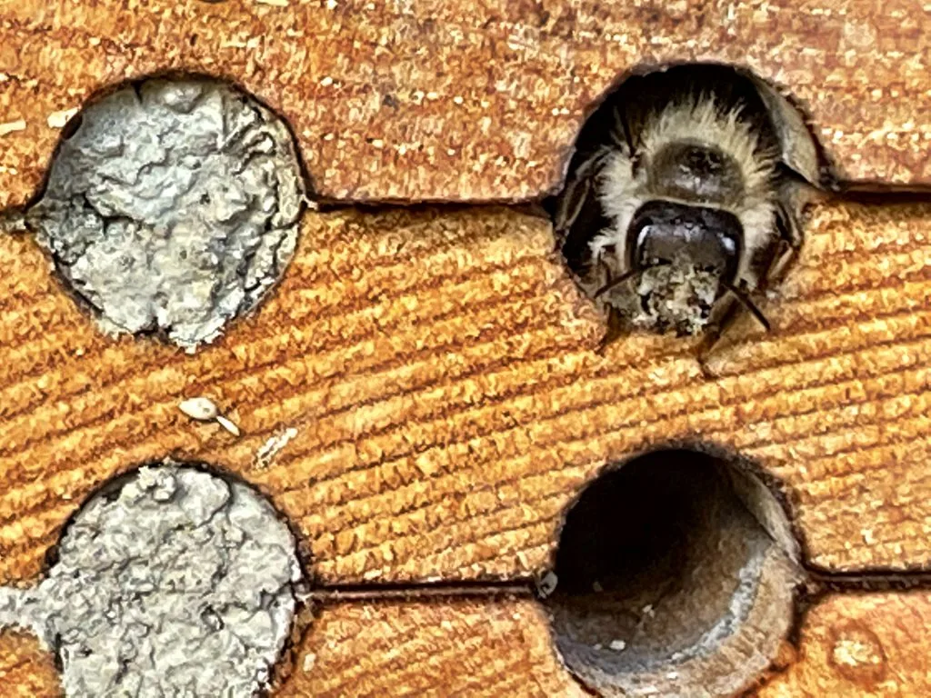 Where are my mason bees and why are no holes plugged?