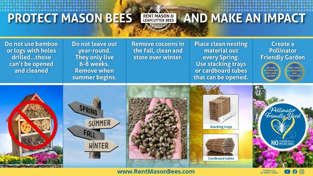 Protect Mason Bees and Make an Impact