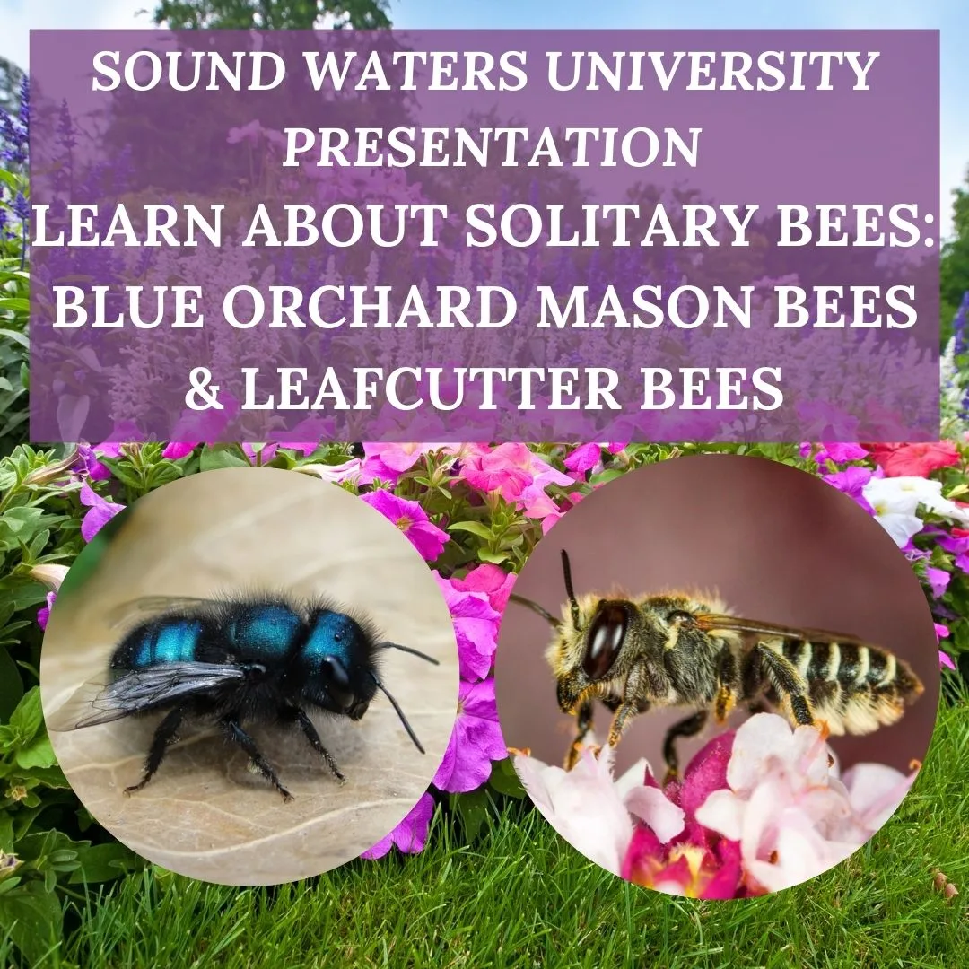 Sound Water University 1080 × 1080 1