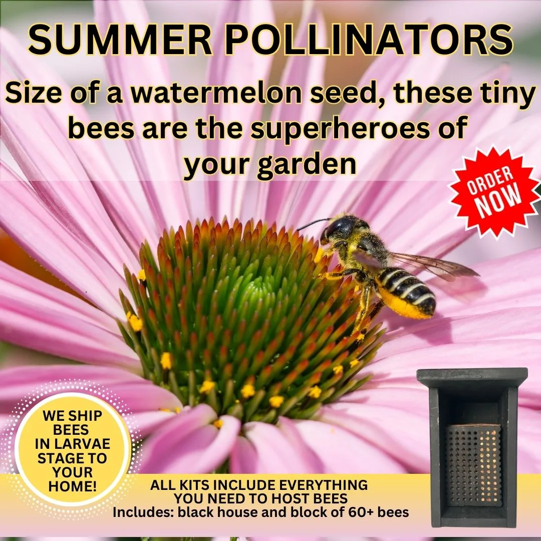 Summer Pollinators 1080 X 1080