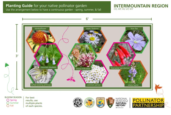 How to Plant a Pollinator Garden