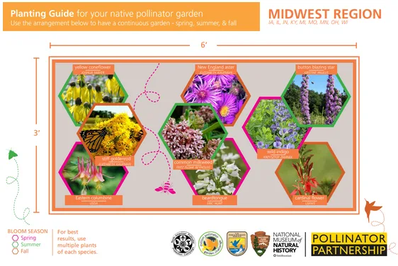 How to Plant a Pollinator Garden