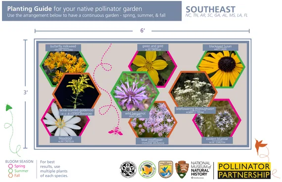 How to Plant a Pollinator Garden