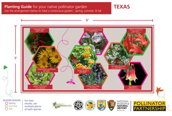 How to Plant a Pollinator Garden