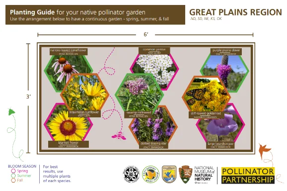 How to Plant a Pollinator Garden