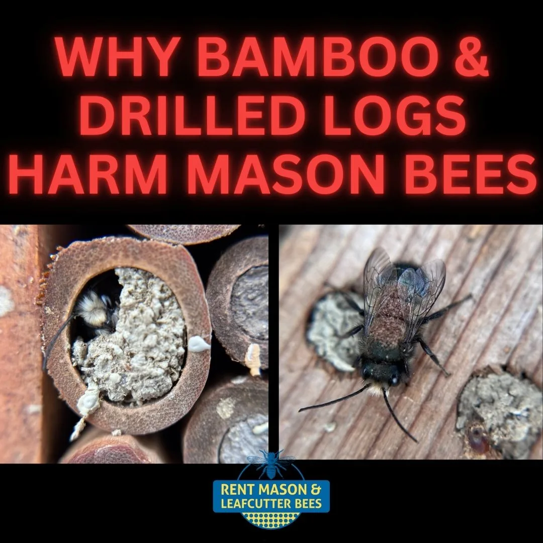 Stop Using Bamboo and Drilled Logs 1080 X 1080