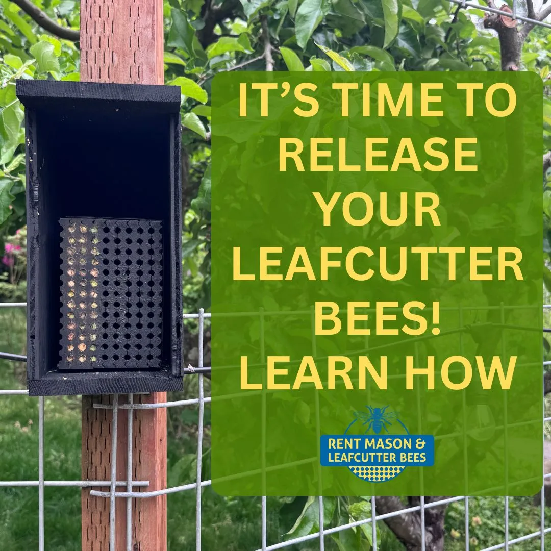 Time to Release Leafcutters Learn How