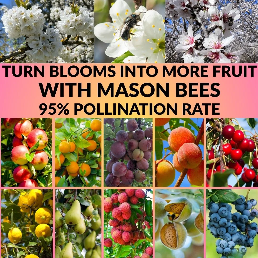 Turn Blooms Into More Fruit