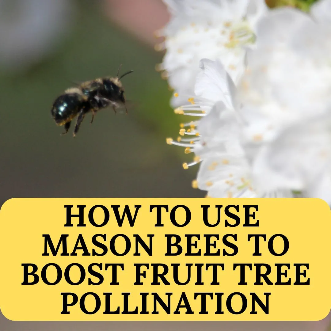 Use Mason Bees to Boost Fruit Tree