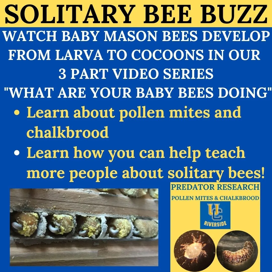 Watch Baby Bees