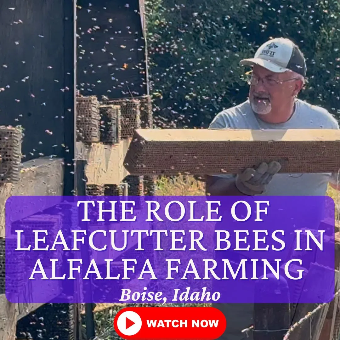 Watch Now Alfalfa Farm
