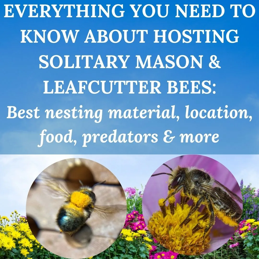What Is a Solitary Bee Cover1