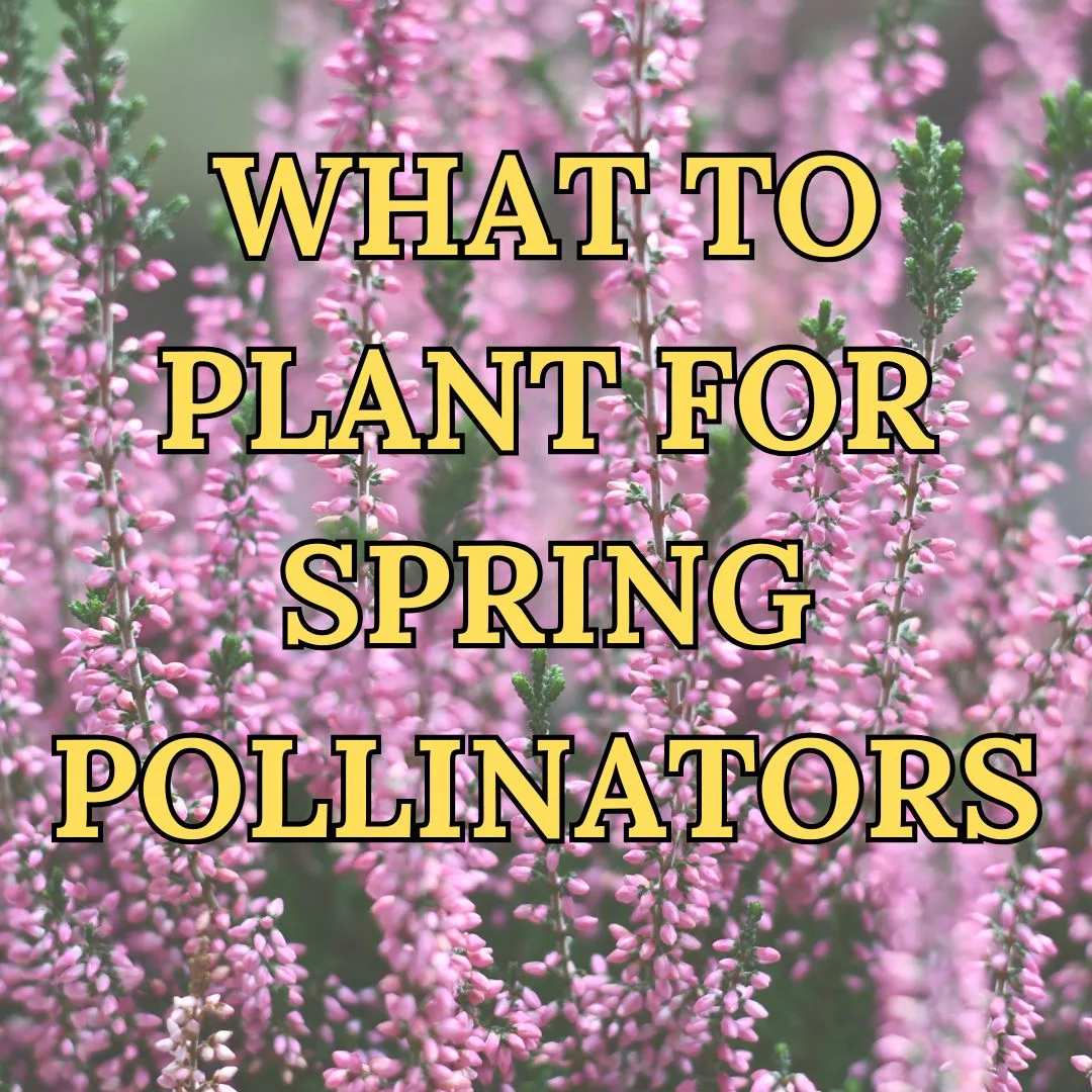 What to Plant for Spring Pollinators