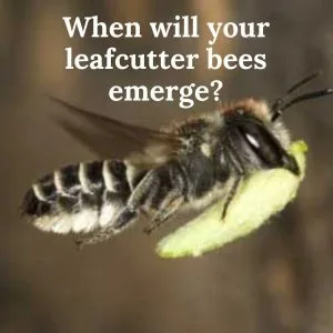 When Will Your Leafcutter Bees Emerge 1