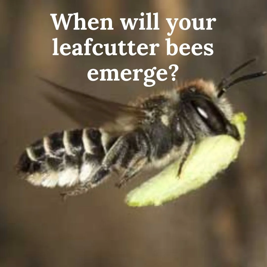 When Will Your Leafcutter Bees Emerge