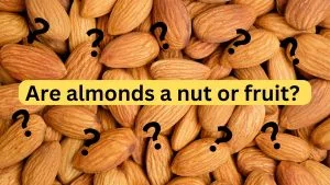 Almonds Nut or Fruit