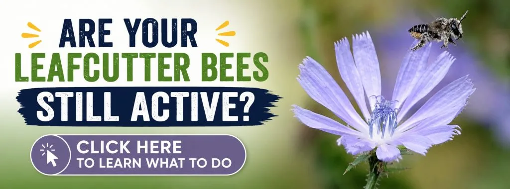Are Your Leafcutter Bees Still Active