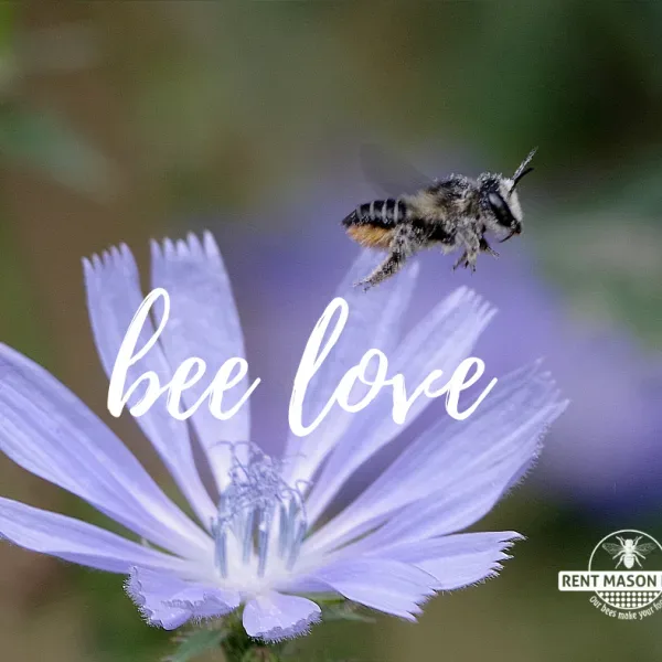 A bee in flight above a pale blue flower, with the words bee love across it