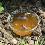 A shallow dish of amber liquid set in the soil as a beer trap